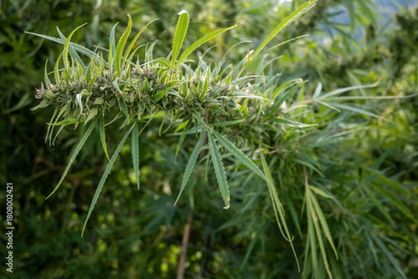 Fototapeta Cannabis plant close up with leaves and flowers in the field