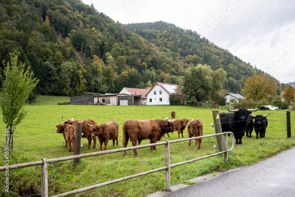 Fototapeta Cows in the meadow in the countryside of Bavaria, Germany