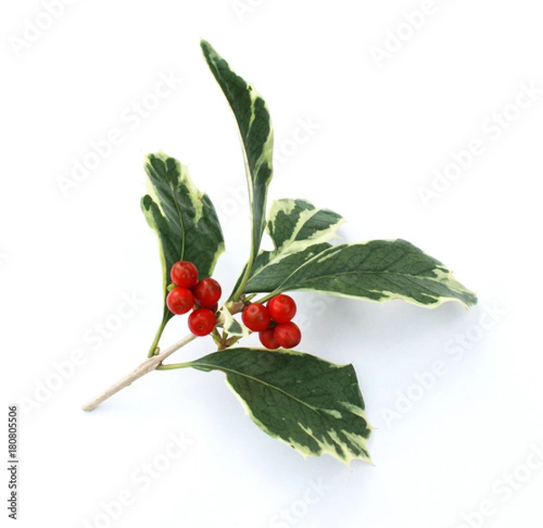 Obraz ヒイラギの葉とナンテンの実のクリスマスの飾り