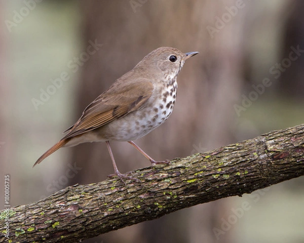 Obraz Hermit Thrush
