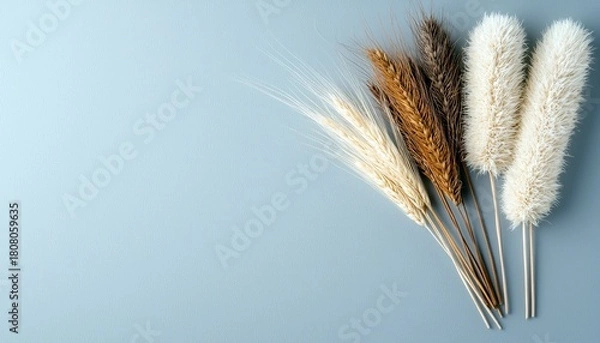 Obraz A collection of dried wheat and bunny tail grass stems are artfully arranged on a plain, pale blue background.