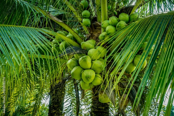Fototapeta Green Coconut trees