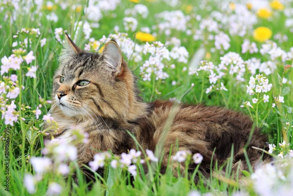 Fototapeta Eine Norwegische Waldkatze genießt den Frühling in einer Blumenwiese mit Löwenzahn und Schaumblumen
