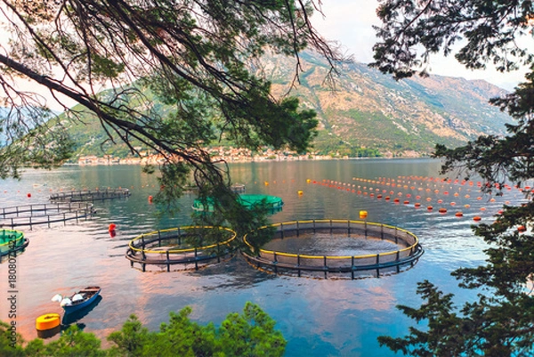 Obraz Aquaculture farm in Bay of Kotor, Montenegro, practice that is widespread in region. Circular cages visible are used for farming marine fish, while lines of buoys support shellfish cultivation