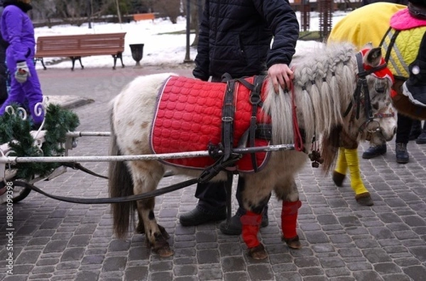 Fototapeta Pony in Festive Red Harness Pulling a Decorative Sleigh