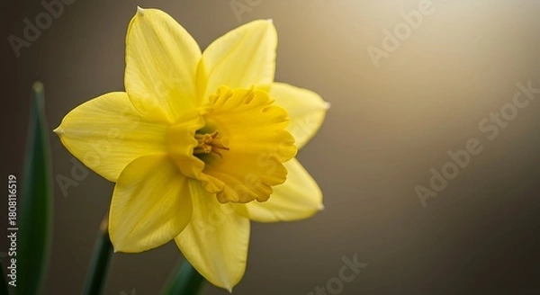 Obraz Close up of a vibrant yellow daffodil flower with soft blurred background