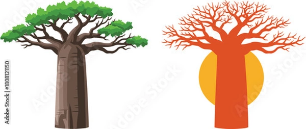 Obraz Baobab tree seasonal contrast, green foliage, autumn bare branches, nature vector, environmental concept, cad drawing, flat illustration, sunset background