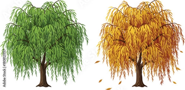 Obraz Willow tree seasonal transition, spring summer autumn foliage, nature vector, deciduous tree illustration, botanical landscape, flat style, cad drawing art