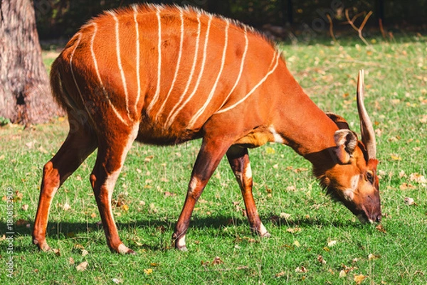 Obraz Bongo Antelope with white vertical stripes grazes peacefully on patch of green grass. Forest antelope is captured in profile, with its curved horns and dark legs visible as it bends down to eat