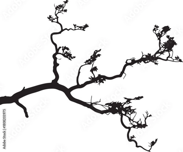 Fototapeta Elegant silhouette of a graceful tree branch, natural beauty