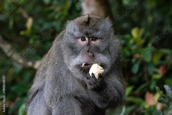 Fototapeta Portrait of Balinese Long Tailed Monkey (Macaque) a banana in its hand and eating.  Northern Bali, Indonesia. Forest in the background. 
