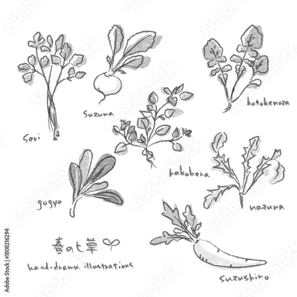 Fototapeta Spring Seven Herbs Illustration Set - Hand-drawn illustrations in ink painting style