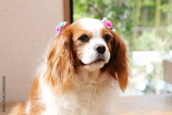 Fototapeta キャバリア