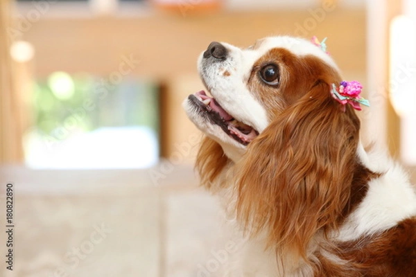 Obraz キャバリア