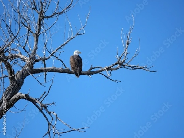 Fototapeta Bald Eagle Perched on a Dead Tree in Late Autumn, Teller Farm North Trail, Boulder, Colorado