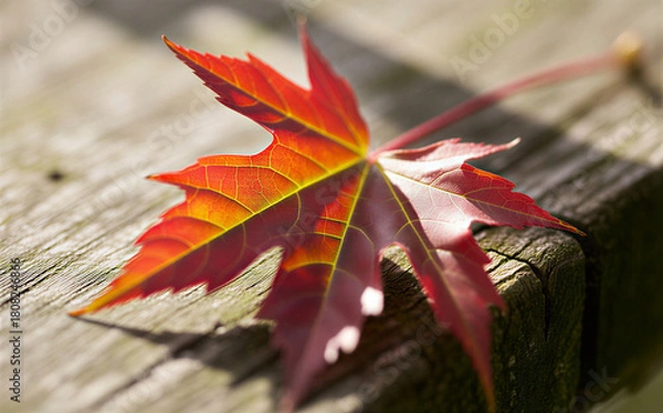Fototapeta Stunning autumn maple leaf glows with vibrant color on weathered wood, evoking feelings of warmth, nostalgia, and seasonal beauty for fall designs