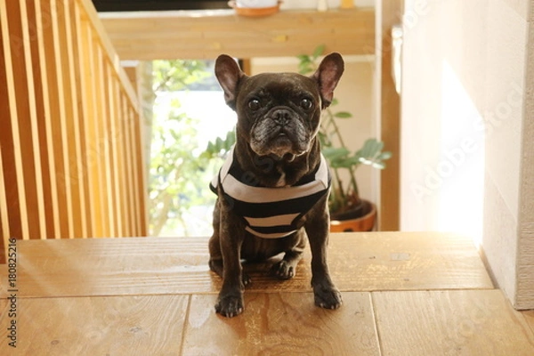 Obraz フレンチブルドッグ
