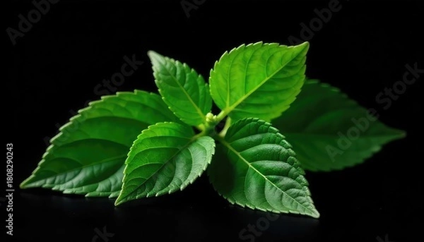 Obraz A close up of vibrant green leaves arranged against a stark black background creating contrast and depth