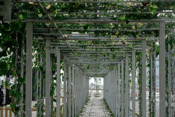 Fototapeta Perspective view of a white pergola walkway tunnel covered with lush green climbing vines and leaves in a park.