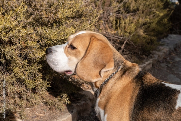 Fototapeta A curious beagle dog sniffs around fragrant shrubs in a garden on a sunny day. The dog attentive nature shows its interest in the surroundings and scents nearby.