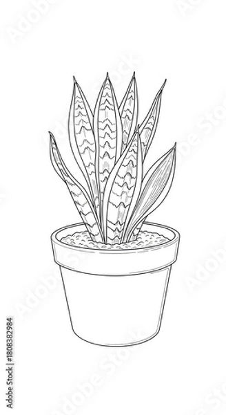 Obraz Detailed black and white line art illustration of a potted Snake Plant (Sansevieria), an elegant indoor houseplant with tall, patterned leaves, perfect for coloring pages.