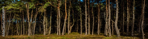 Fototapeta Tree trunks panorama