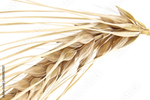 Fototapeta Close-Up Of Dried Wheat Stalks And Grain Heads For Rustic Farm Or Food Theme