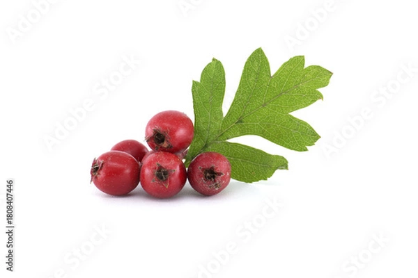Obraz Hawthorn berries and leaf on a white background