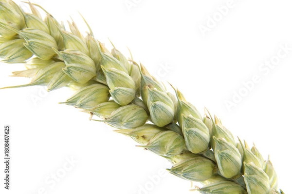 Fototapeta Detailed view of a wheat stalk, highlighting its vibrant green and yellow colors.