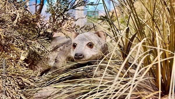 Fototapeta banded mongoose statues displayed inside the Sheikh Zayed Desert Learning Centre in Al Ain Zoo