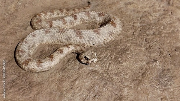 Fototapeta  Arabian Horned Viper statues displayed inside the Sheikh Zayed Desert Learning Centre in Al Ain Zoo