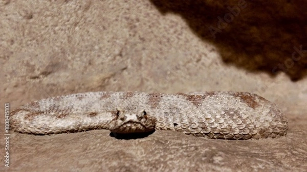Fototapeta  Arabian Horned Viper statues displayed inside the Sheikh Zayed Desert Learning Centre in Al Ain Zoo