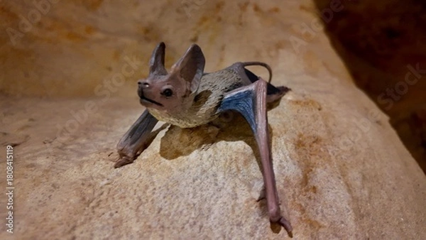 Fototapeta Vampire bat statues displayed inside the Sheikh Zayed Desert Learning Centre in Al Ain Zoo.