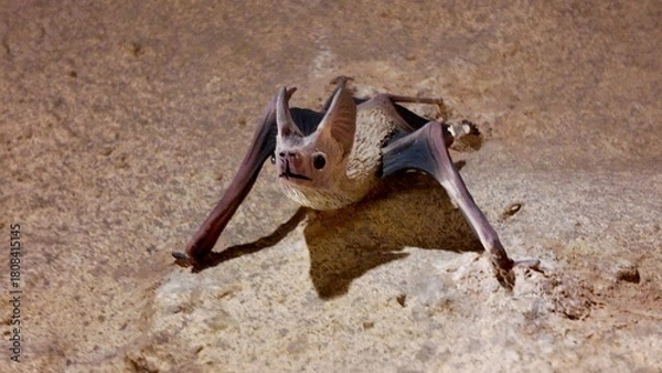 Fototapeta Vampire bat statues displayed inside the Sheikh Zayed Desert Learning Centre in Al Ain Zoo.
