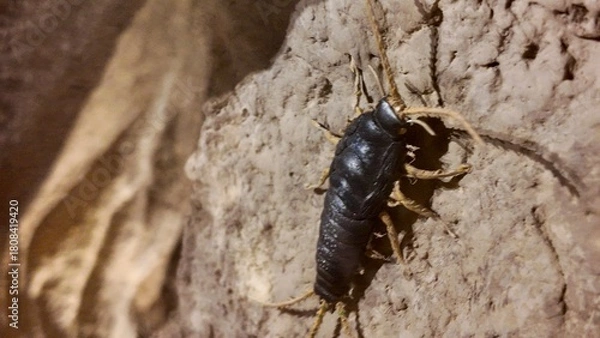 Fototapeta silverfish statues displayed inside the Sheikh Zayed Desert Learning Centre in Al Ain Zoo