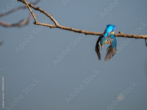 Obraz 獲物を見付けて飛び出したカワセミ
