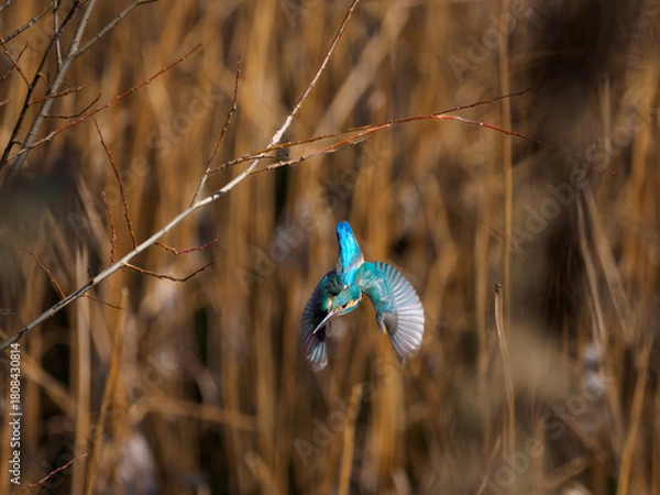 Obraz 獲物を見付けて飛び出したカワセミ