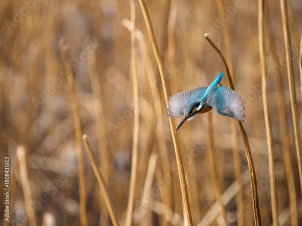 Obraz 獲物を見付けて飛び出したカワセミ