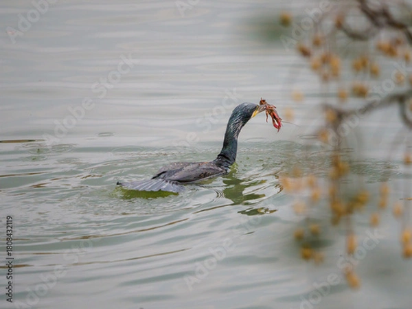 Obraz ザリガニを捕まえたカワウ