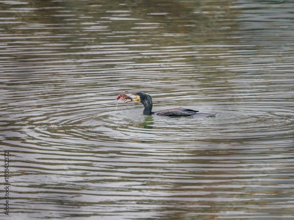 Obraz ザリガニを捕まえたカワウ