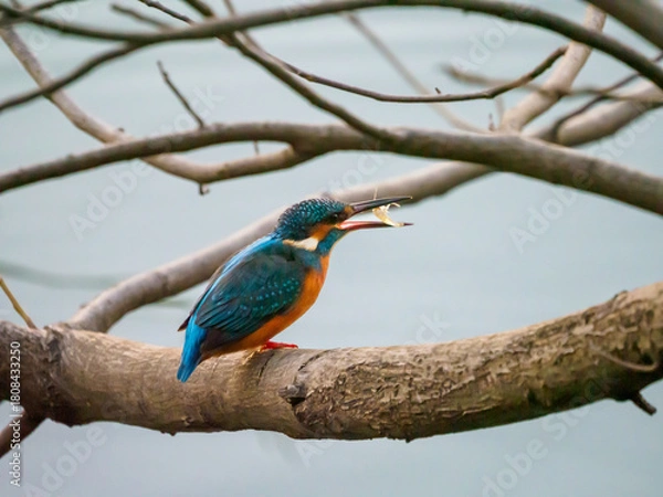 Obraz 小エビを捕まえたカワセミ