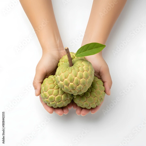 Obraz Custard Apple Fruit: Hands Cupping and Presenting Top View
