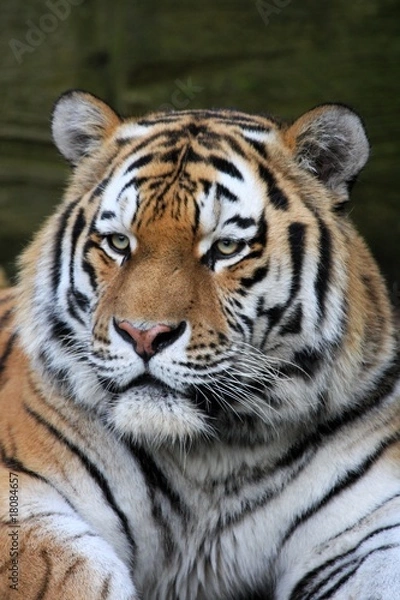 Fototapeta Amurtiger