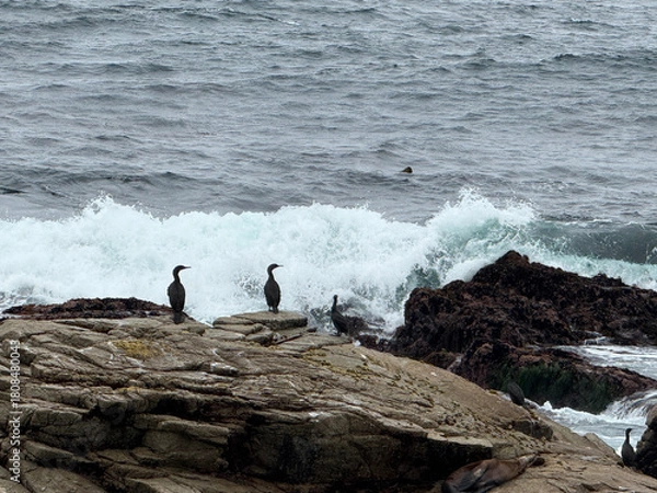 Fototapeta Cormorant on Rocks at Point Joe Pebble Beach California Photo