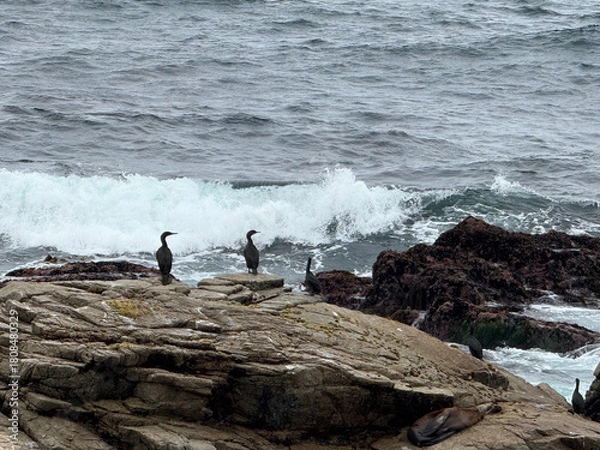Fototapeta Cormorant on Rocks at Point Joe Pebble Beach California Photo