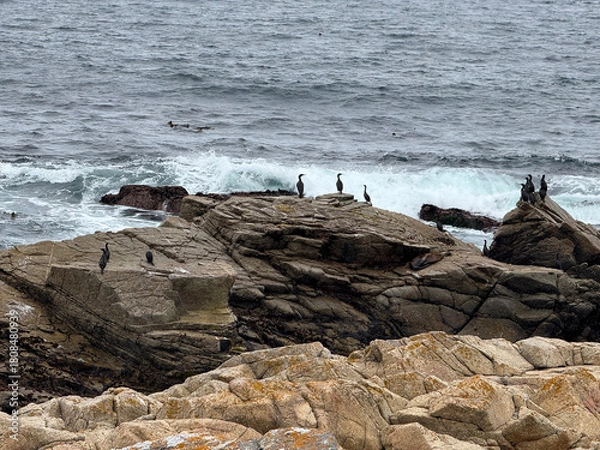 Fototapeta Cormorant on Rocks at Point Joe Pebble Beach California Photo
