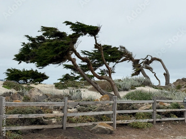 Fototapeta Windblown Cypress Trees at Restless Sea Pebble Beach California Photo