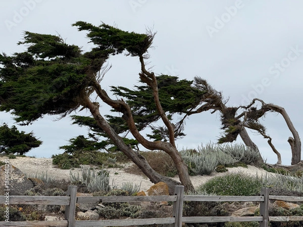 Fototapeta Windblown Cypress Trees at Restless Sea Pebble Beach California Photo