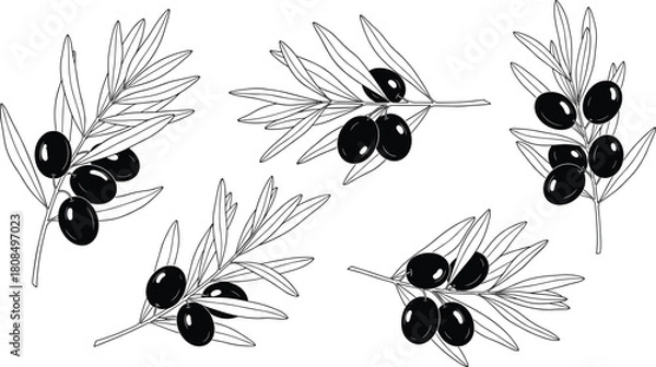 Fototapeta Black and white olive branches, hand drawn botanical sketch, vector illustration set, isolated Mediterranean food elements for label design.