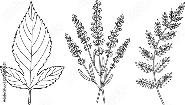 Fototapeta Hand drawn botanical collection, lavender flowers, fern branch, jagged leaf, black and white vector illustration, isolated nature elements for design.
